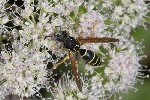5dt43581 - Polistes biglumis