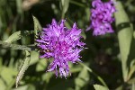 5dt43599 - Centaurea jacea