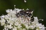 5dt43617 - Argogorytes mystaceus