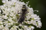 5dt43625 - Argogorytes mystaceus