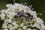 5dt43632 - Argogorytes mystaceus