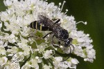 5dt43633 - Argogorytes mystaceus