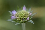 5dt43638 - Knautia arvensis