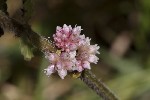 5dt43642 - Cuscuta europaea