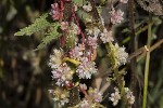 5dt43645 - Cuscuta europaea