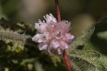 5dt43649 - Cuscuta europaea