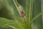 5dt43658 - Mompha sturnipennella