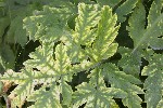 5dt43676 - Heracleum mantegazzianum