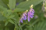 5dt43679 - Vicia cracca