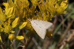 5dt43681 - Crocota tinctaria