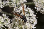 5dt43718 - Polistes biglumis