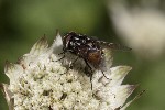 5dt43761 - Graphomya maculata