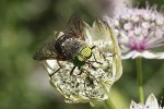5dt43785 - Philipomyia aprica