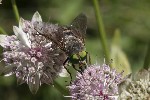 5dt43793 - Philipomyia aprica