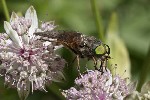 5dt43799 - Philipomyia aprica