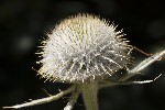 5dt43856 - Cirsium eriophorum