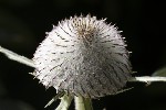 5dt43859 - Cirsium eriophorum