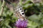 5dt43867 - Papilio machaon