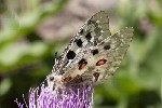 5dt43882 - Papilio machaon