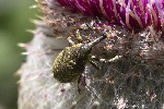 5dt43892 - Larinus sturnus