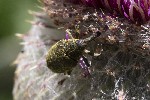 5dt43902 - Larinus sturnus