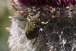 5dt43908 - Larinus sturnus