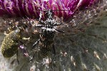 5dt43915 - Rhagium mordax