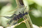 5dt43938 - Rhagium mordax