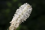 5dt43965 - Plantago media