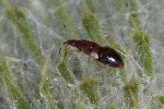 5dt43976 - Anthocoris sp.