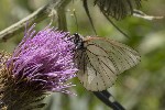 5dt44004 - Aporia crataegi