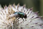 5dt44022 - Lucilia sp.