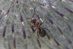 5dt44024 - Formica sp.