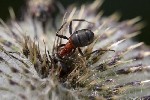 5dt44056 - Formica sp.