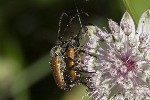 5dt44155 - Pseudovadonia livida