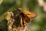 5dt44309 - Ochlodes sylvanus