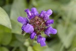 5dt44406 - Prunella grandiflora