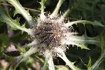 5dt44411 - Carlina acaulis