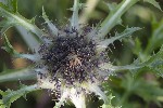5dt44416 - Carlina acaulis