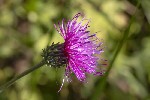 5dt44419 - Carduus defloratus