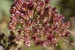 5dt44423 - Laserpitium latifolium