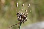 5dt44437 - Allium oleraceum