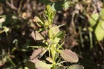 5dt44459 - Berberis vulgaris