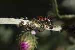 5dt44470 - Brachycaudus cardui