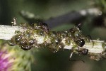 5dt44483 - Brachycaudus cardui