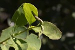 5dt44501 - Dasineura berberidis