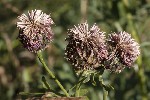 5dt44539 - Centaurea scabiosa