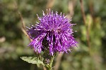 5dt44540 - Centaurea scabiosa