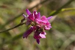 5dt44545 - Onobrychis viciifolia