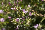 5dt44595 - Ononis spinosa